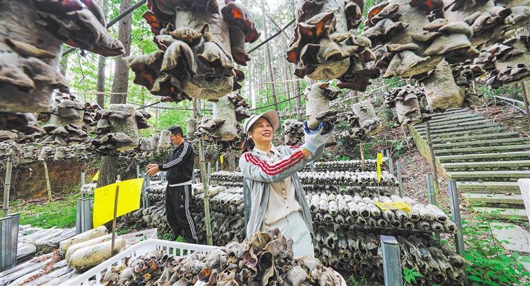 量发展产业调研】林下生金冰球突破游戏网站【高质(图3)